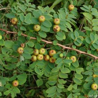 Phyllanthus retusus Dennst.